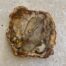 Versteinertes Holz